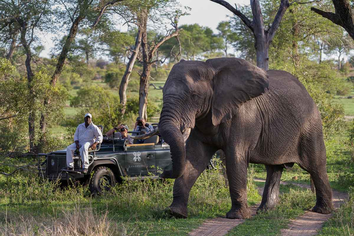 Londolozi Varty Camp