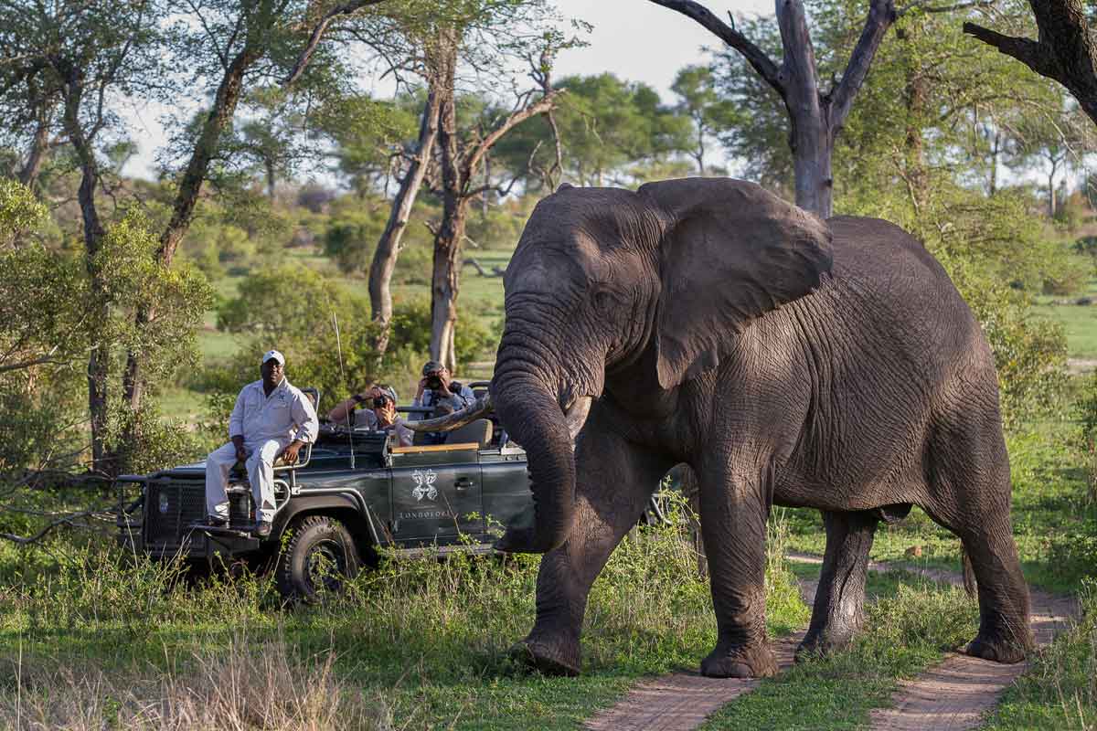 Londolozi Varty Camp