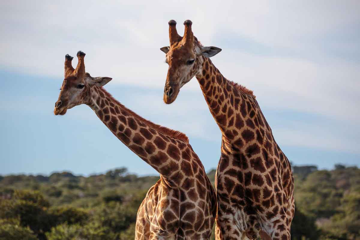 South Africa Self Drive Safari-AmaKhala Hlosi Game Lodge