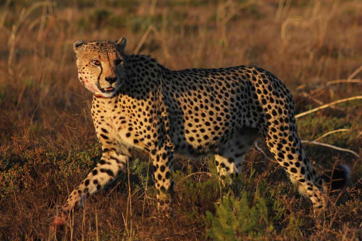 South Africa Self Drive Safari-AmaKhala Hlosi Game Lodge