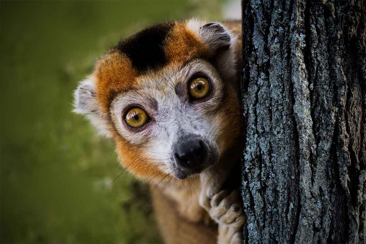 Highlights of Madagascar Safari