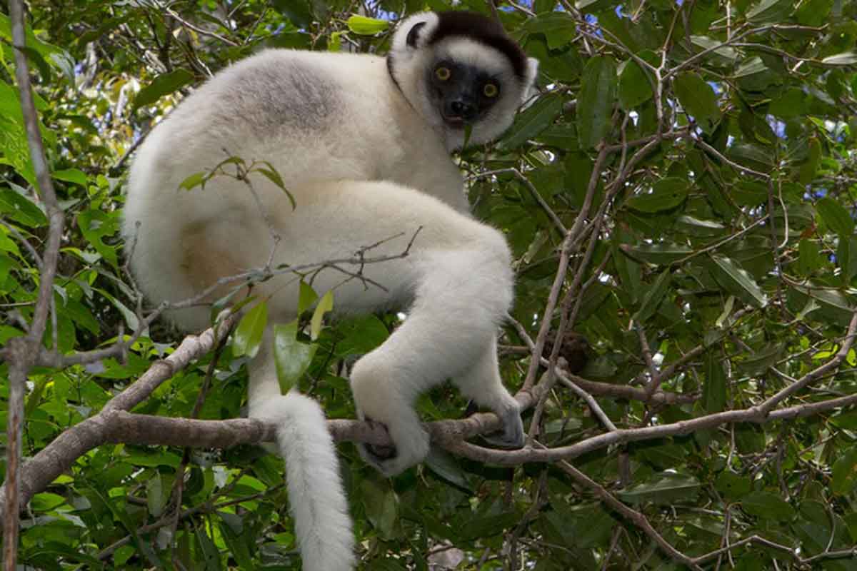 Highlights of Madagascar Safari