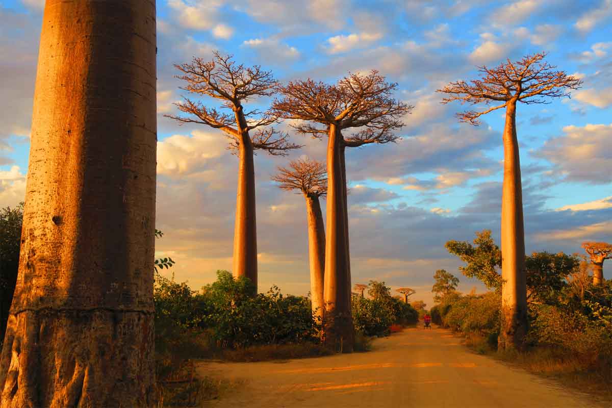 african safari and madagascar