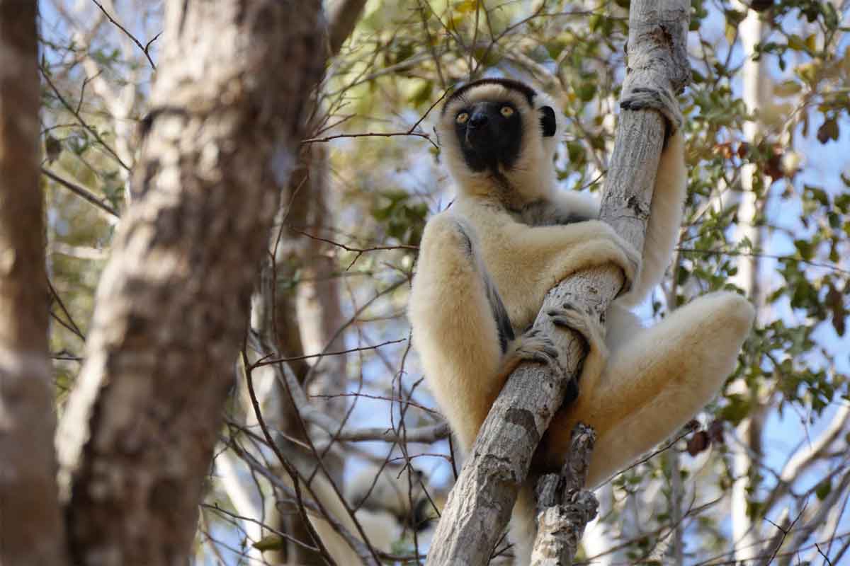 Highlights of Madagascar Safari