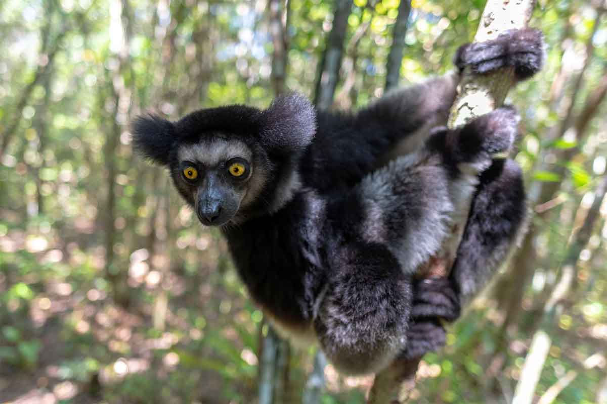 Highlights of Madagascar Safari