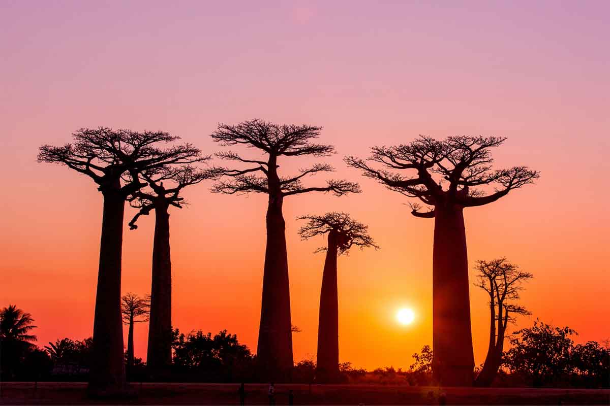 Highlights of Madagascar Safari