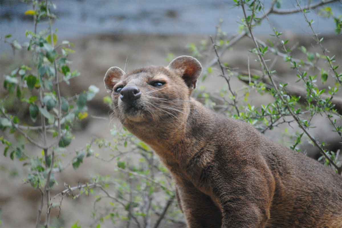 Highlights of Madagascar Safari