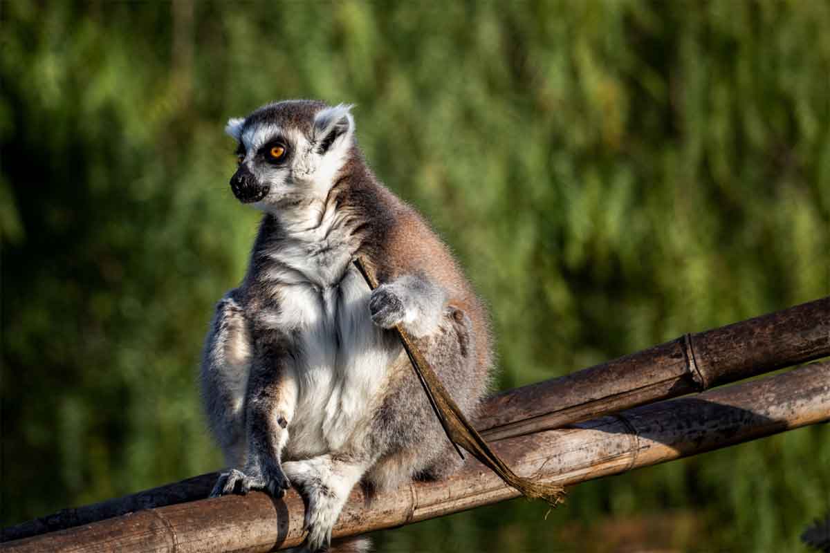 Highlights of Madagascar Safari