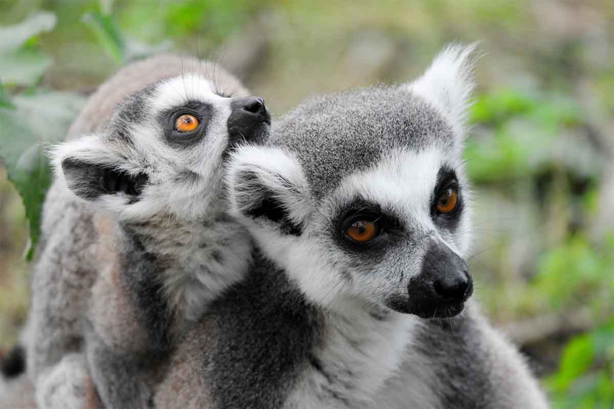 Highlights of Madagascar Safari