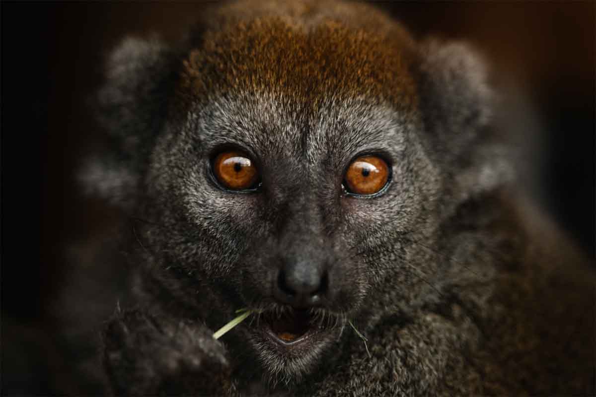 Highlights of Madagascar Safari