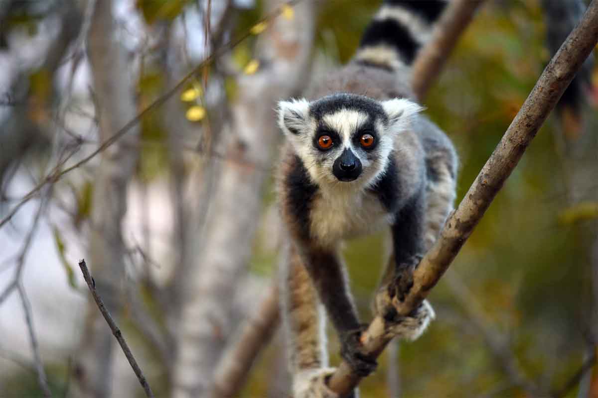 Highlights of Madagascar Safari