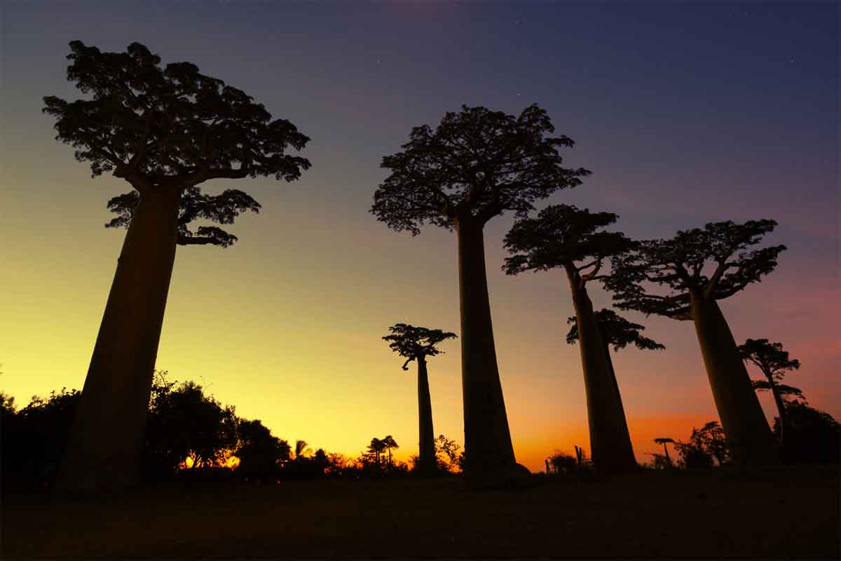 Highlights of Madagascar Safari 