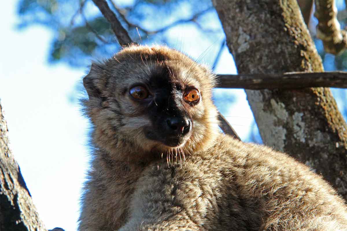 Highlights of Madagascar Safari 