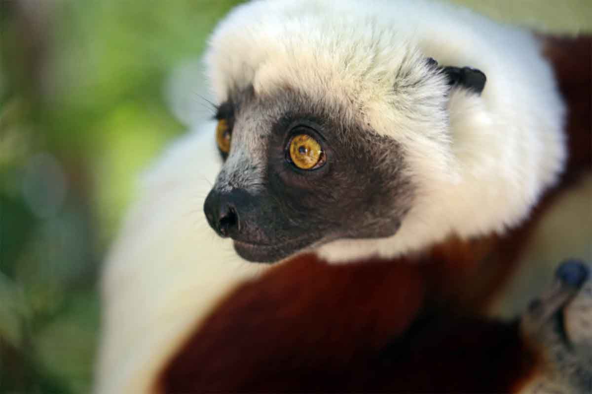 Highlights of Madagascar Safari 