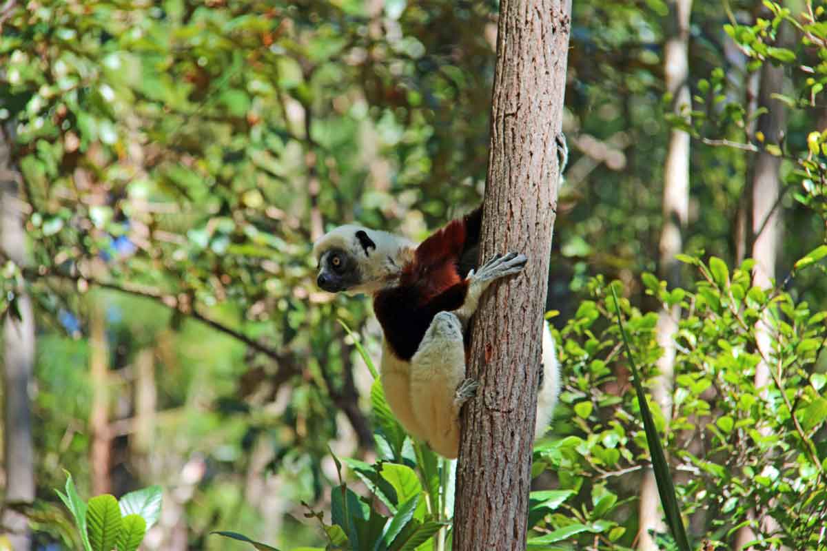Highlights of Madagascar Safari 