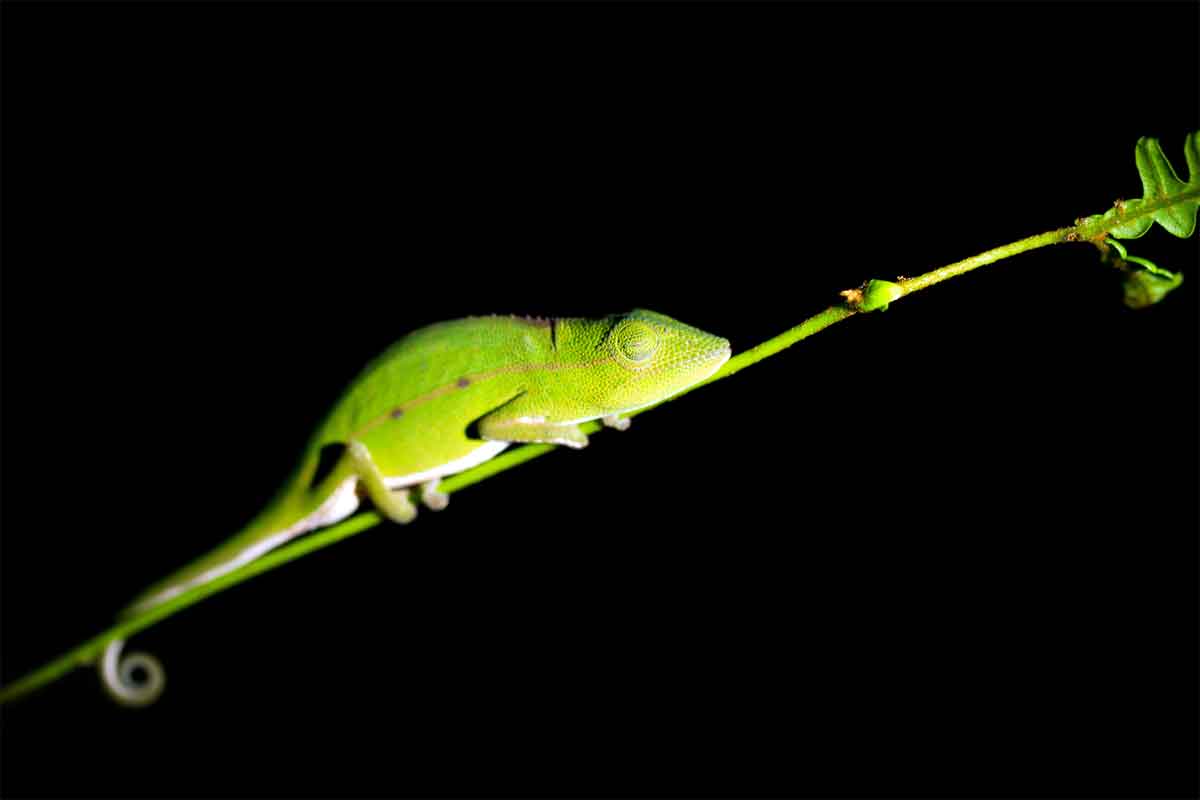 Highlights of Madagascar Safari