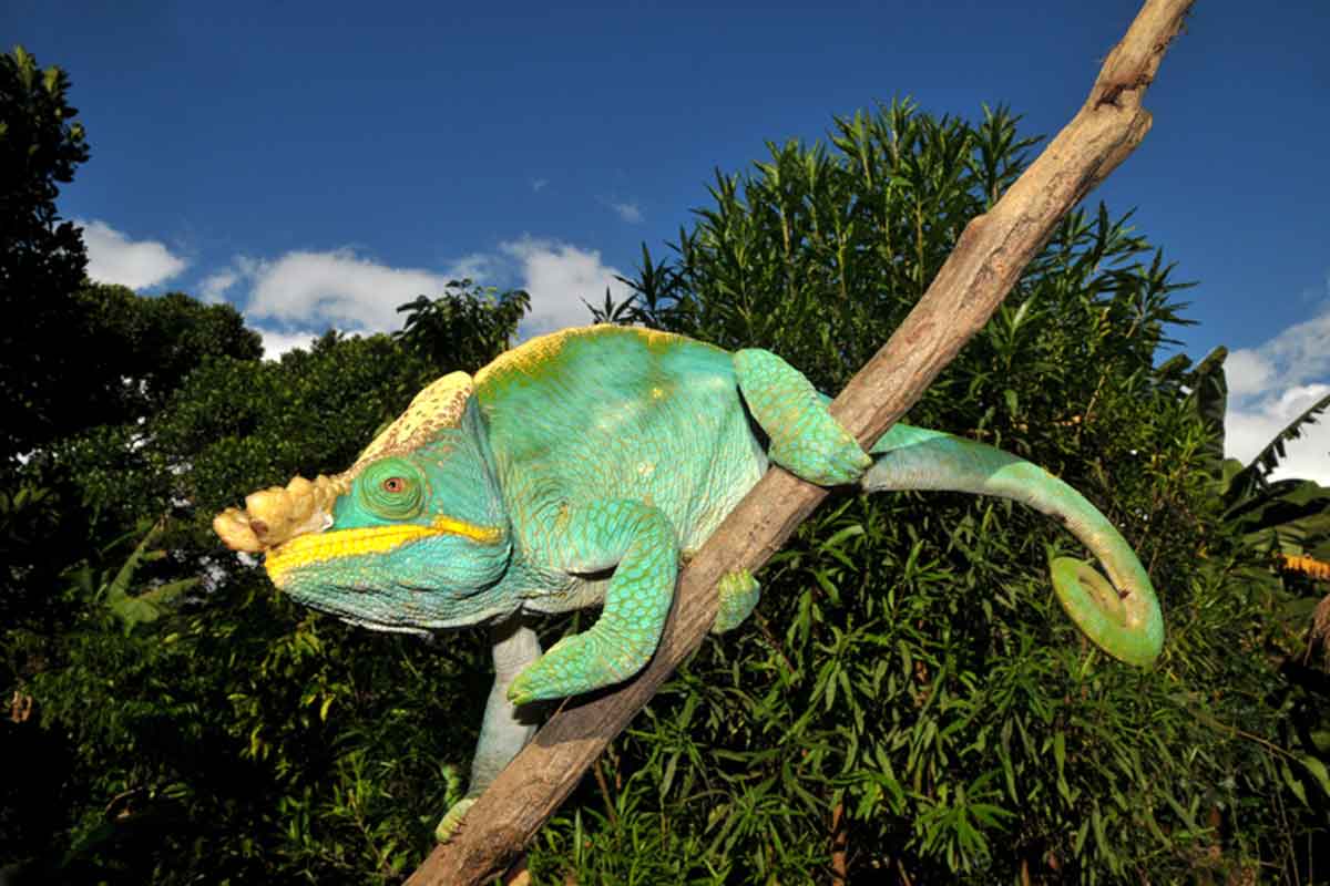 Highlights of Madagascar Safari