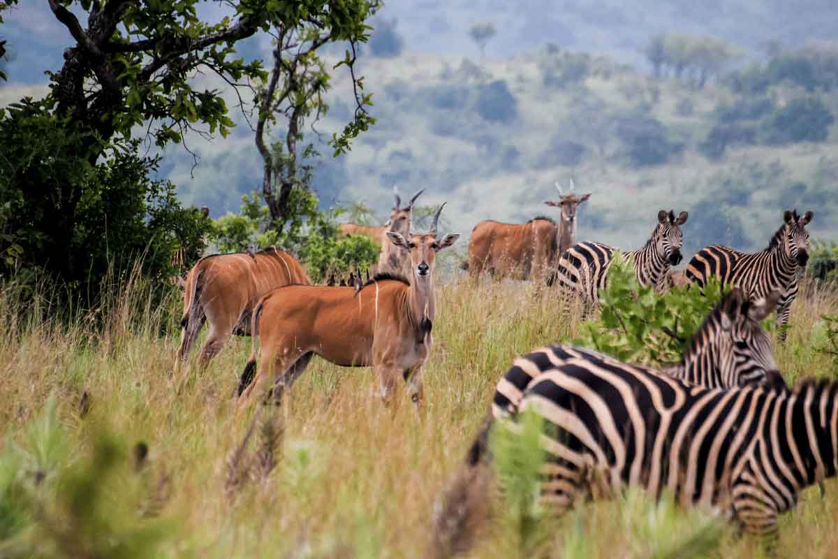 Rwanda Safari-Akagera National Park