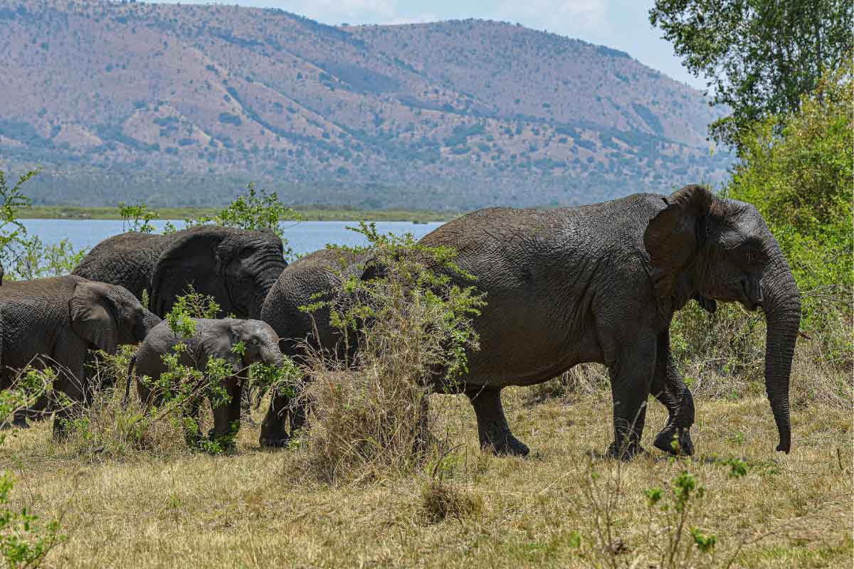 Rwanda Safari-Akagera National Park