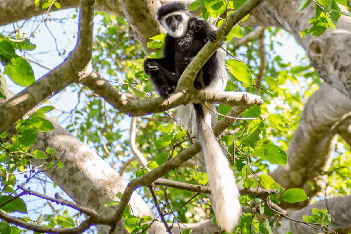 Rwanda Safari-Nyungwe Forest National Park 