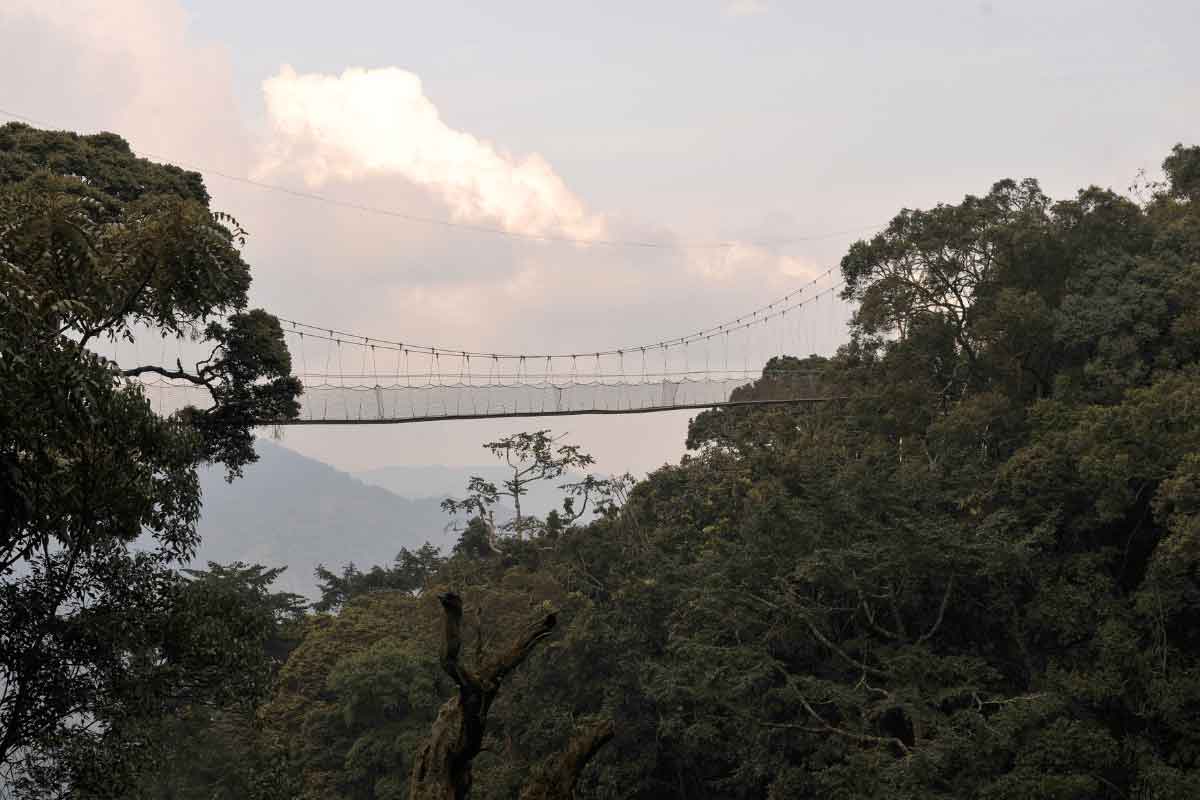 Rwanda Safari-Nyungwe Forest National Park 