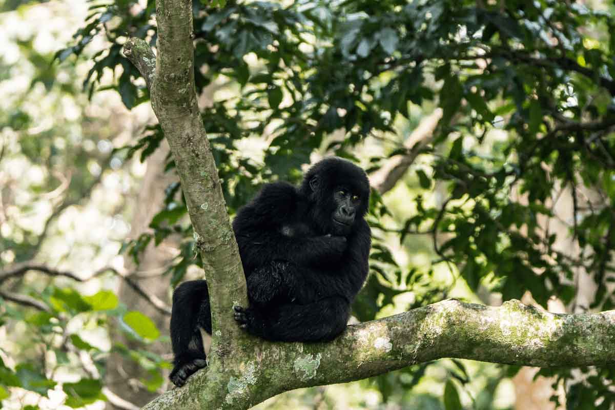 Rwanda Safari-Nyungwe Forest National Park 