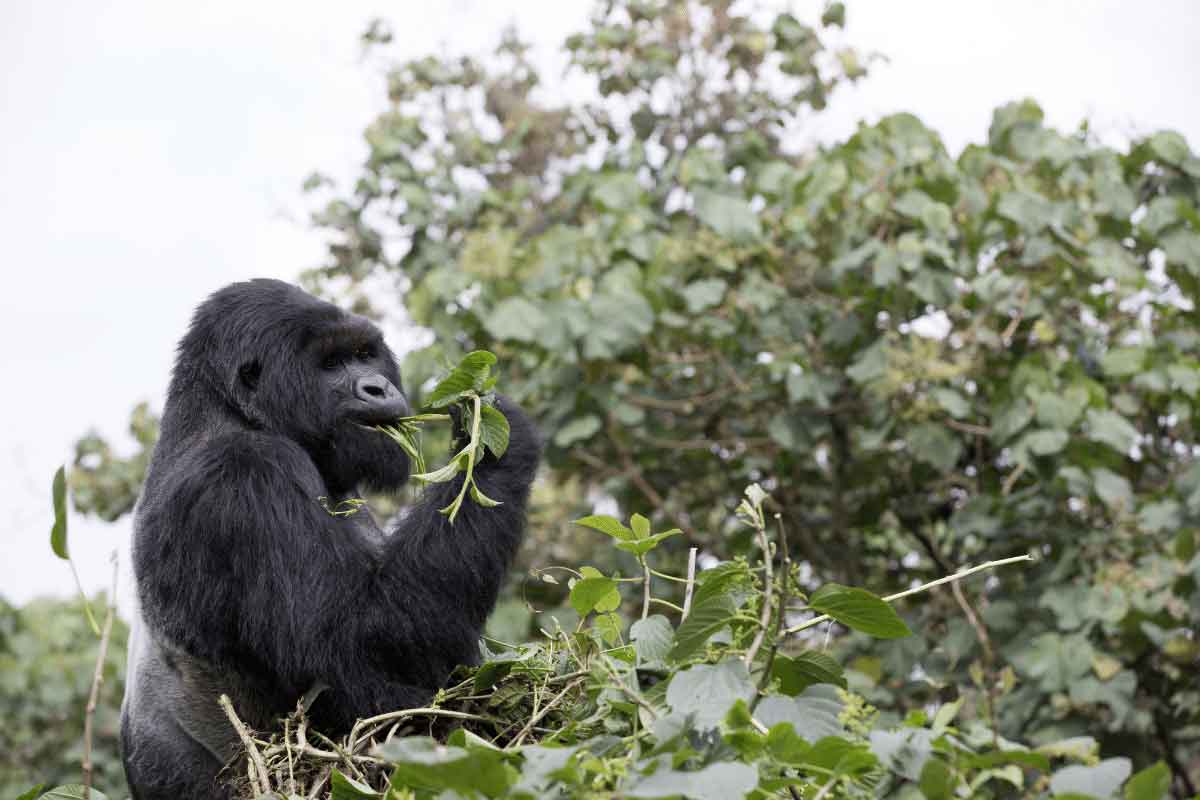 Rwanda Safari-Volcanoes National Park