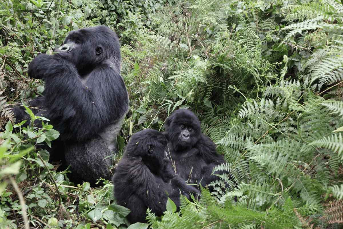 Rwanda Safari-Volcanoes National Park