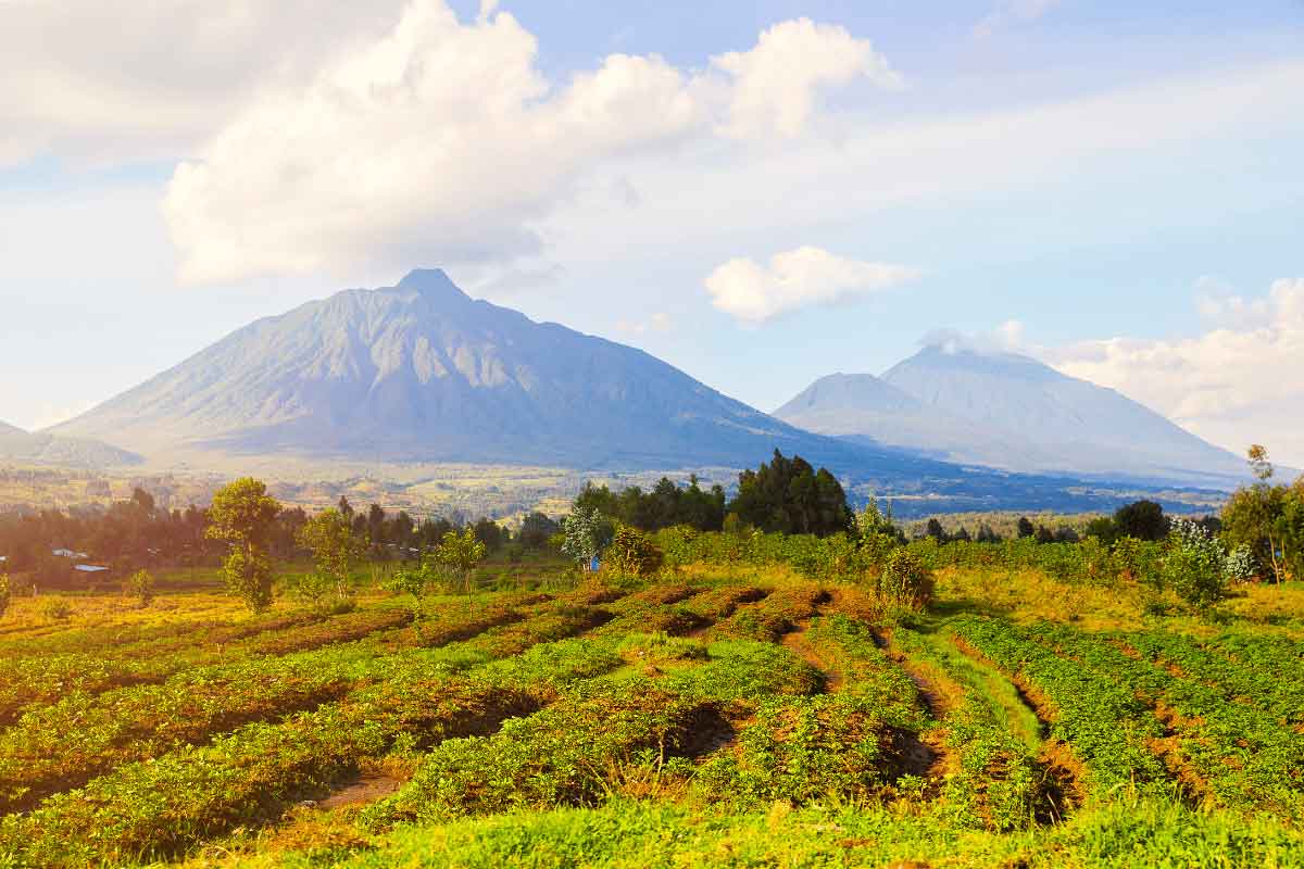 Rwanda Safari-Volcanoes National Park