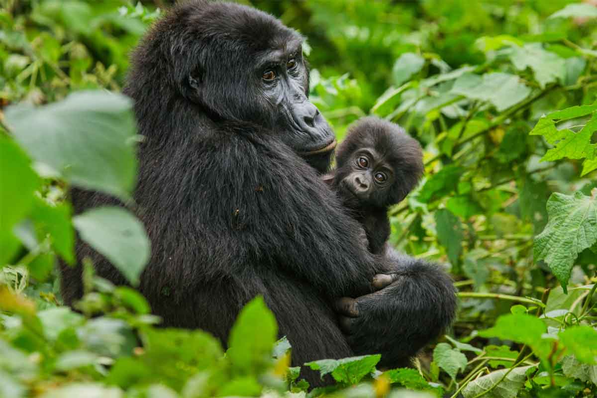 Gorilla Trekking