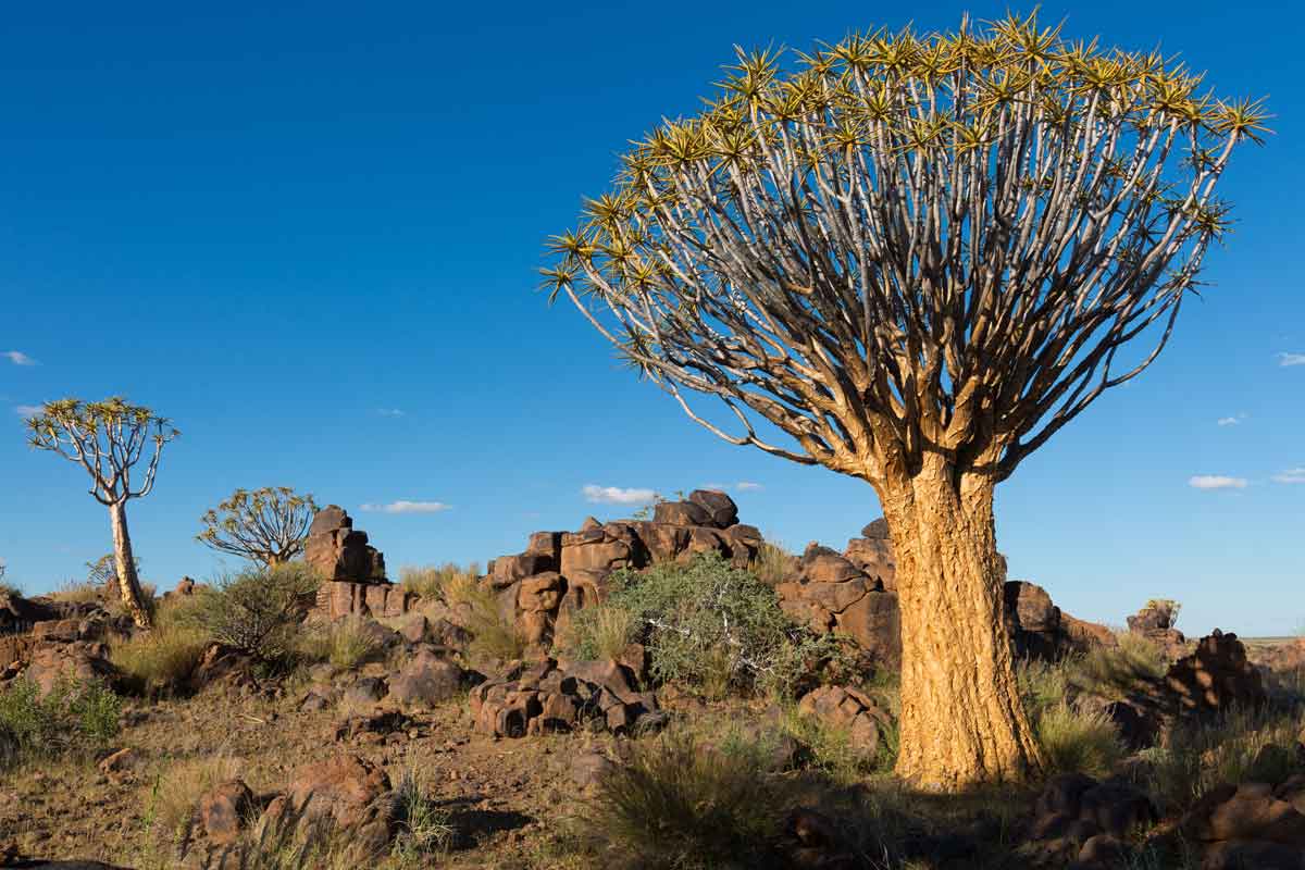 Rovos Rail Namibia Journey