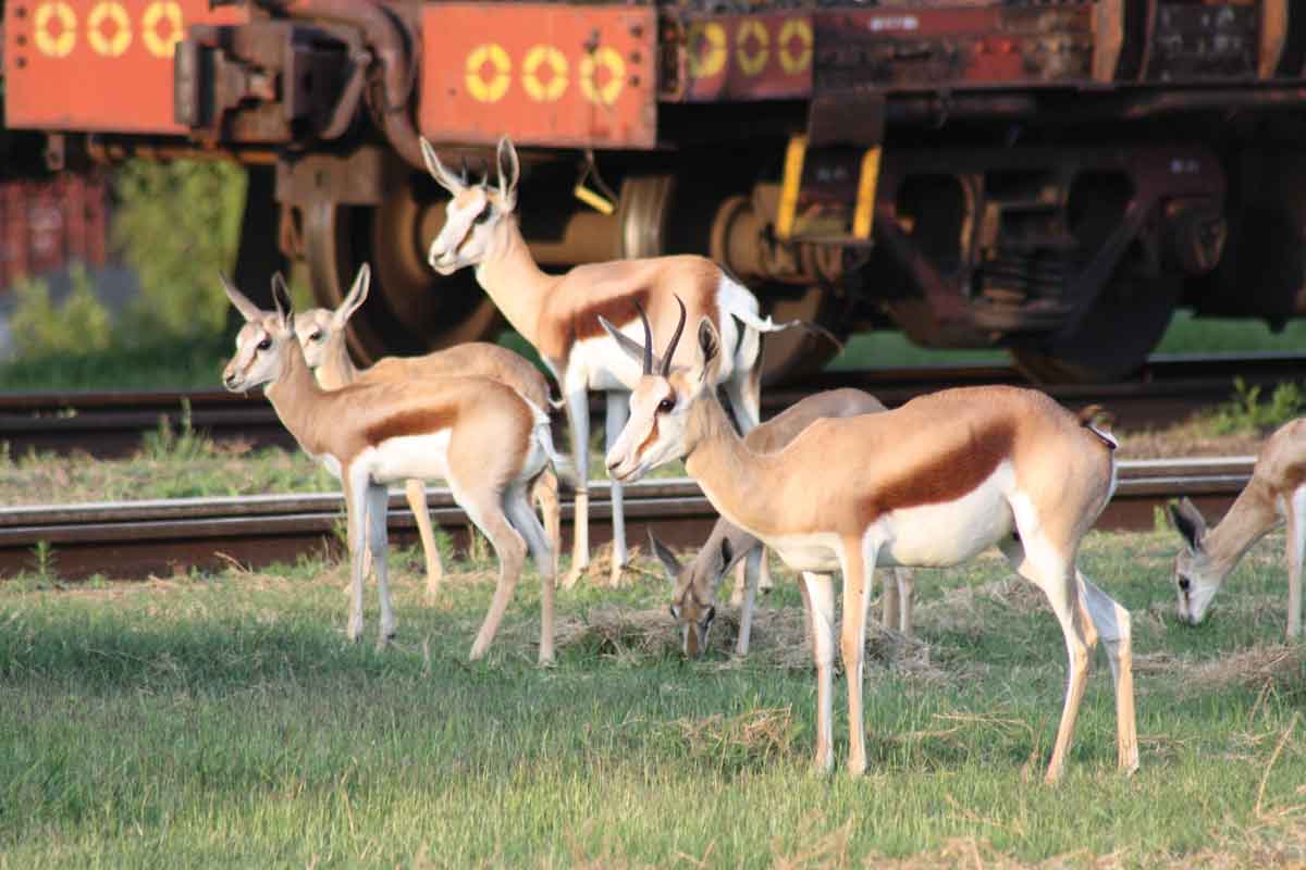 Rovos Rail Pretoria to Victoria Falls