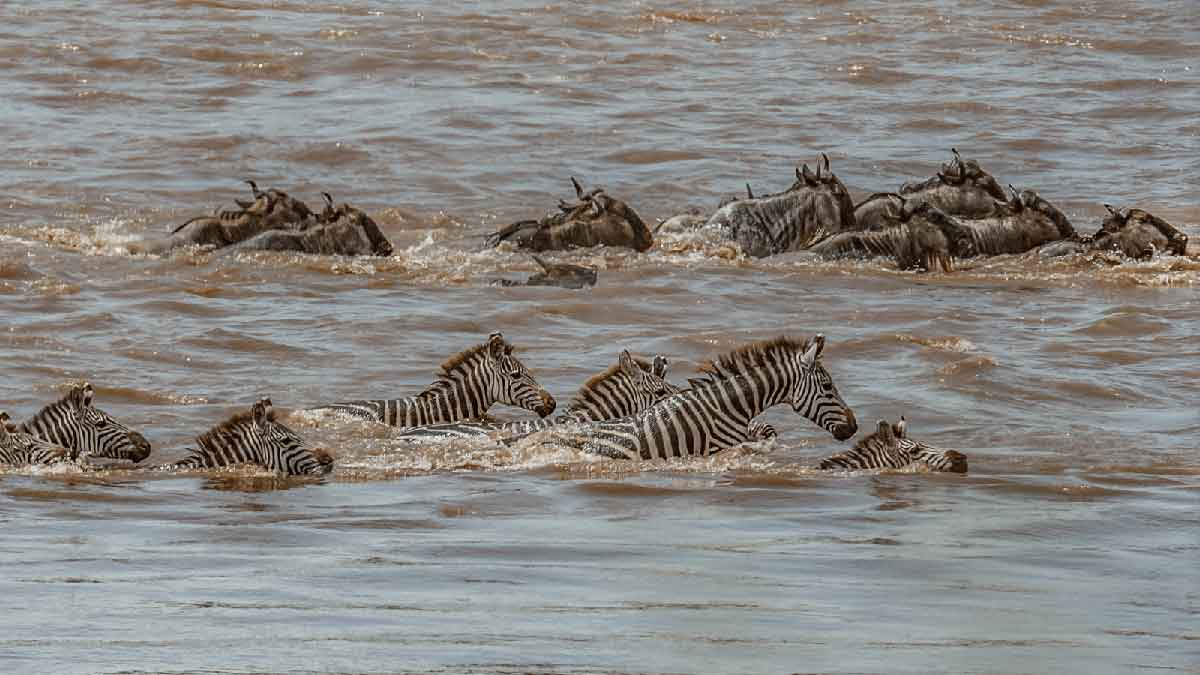 The Great Wildebeest Migration