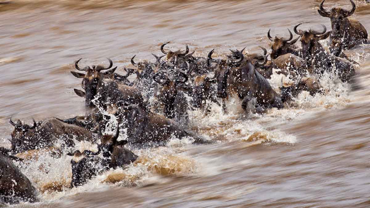 The Great Wildebeest Migration