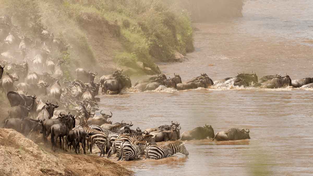 The Great Wildebeest Migration