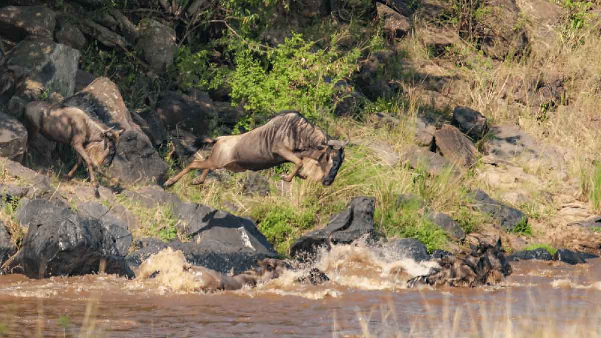 The Great Wildebeest Migration