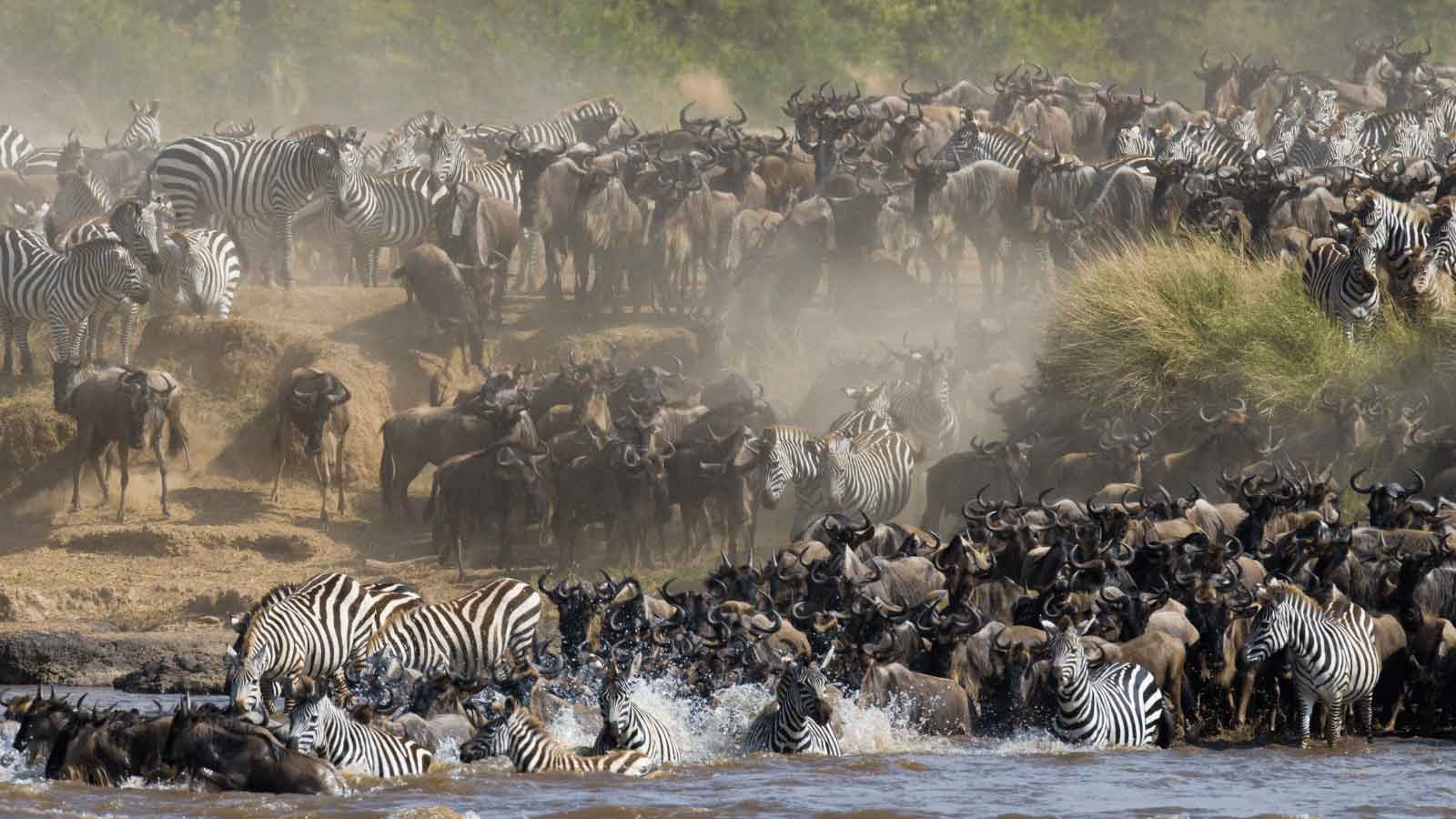 The Great Wildebeest Migration