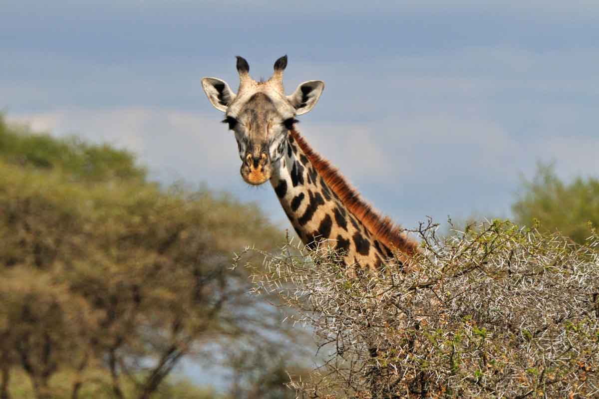 Scheduled Northern Tanzania Safari-Lake Burunge Tented Camp