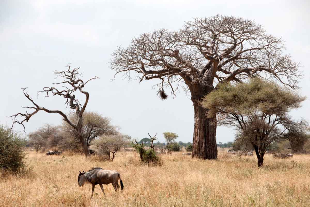 Scheduled Northern Tanzania Safari-Lake Burunge Tented Camp 