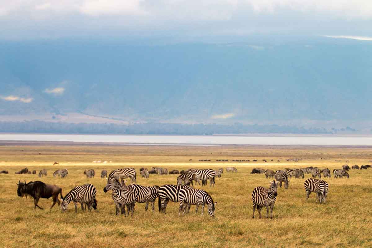 Scheduled Northern Tanzania Safari Lake Manyara (2)