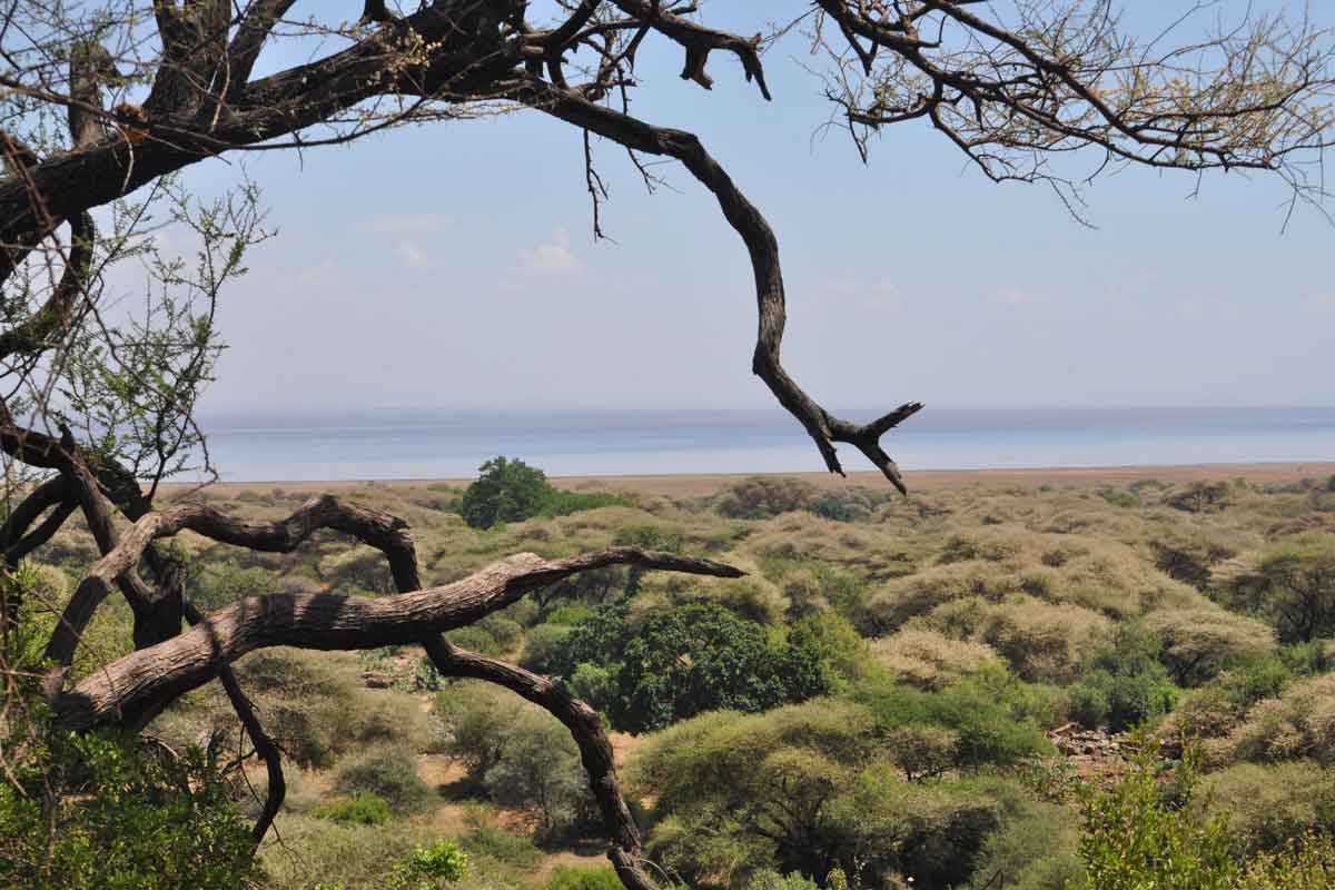 Scheduled Northern Tanzania Safari Lake Manyara (2)
