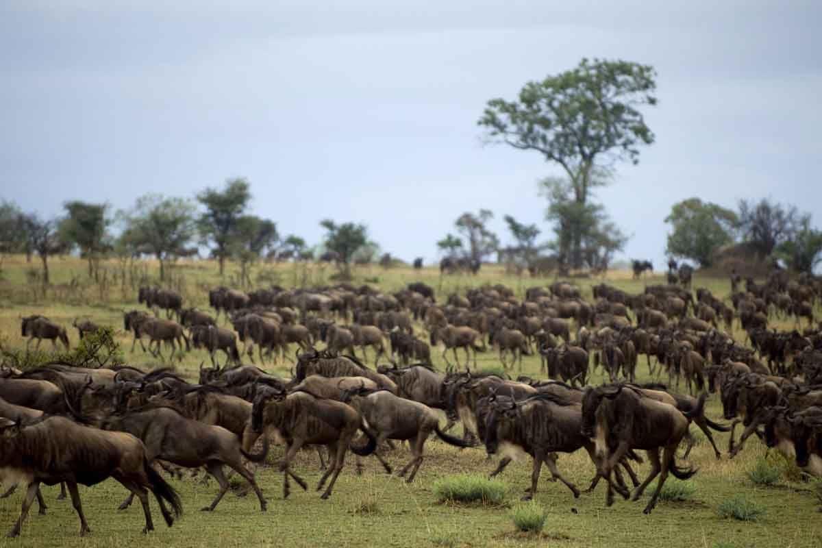 Scheduled Northern Tanzania Safari-Serengeti Kati Kati Camp