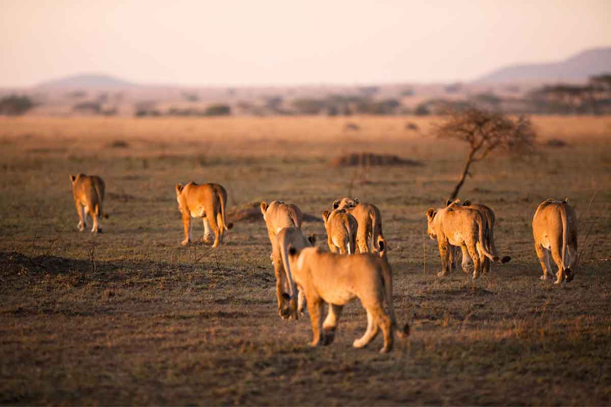 Scheduled Northern Tanzania Safari-Serengeti Kati Kati Camp