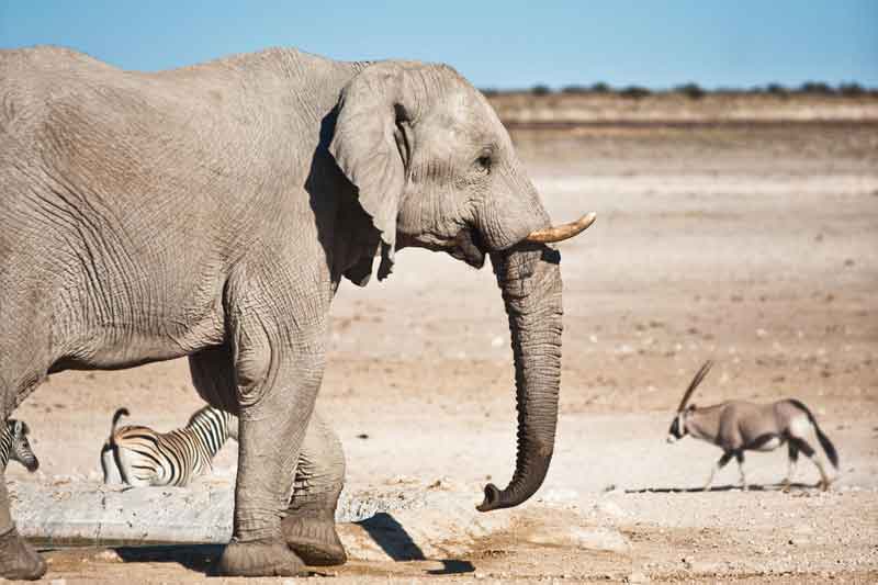 Gondwana Namibia Self-Drive Tour-Etosha Safari Lodge