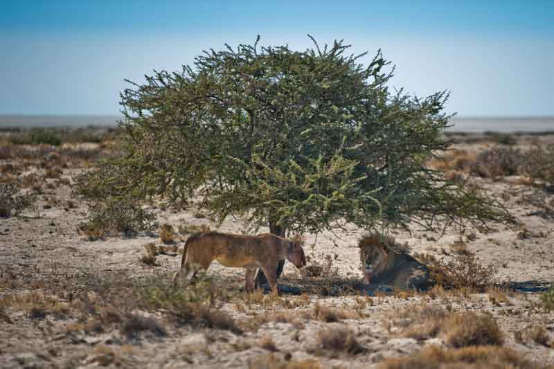 Gondwana Namibia Self-Drive Tour-Etosha Safari Lodge