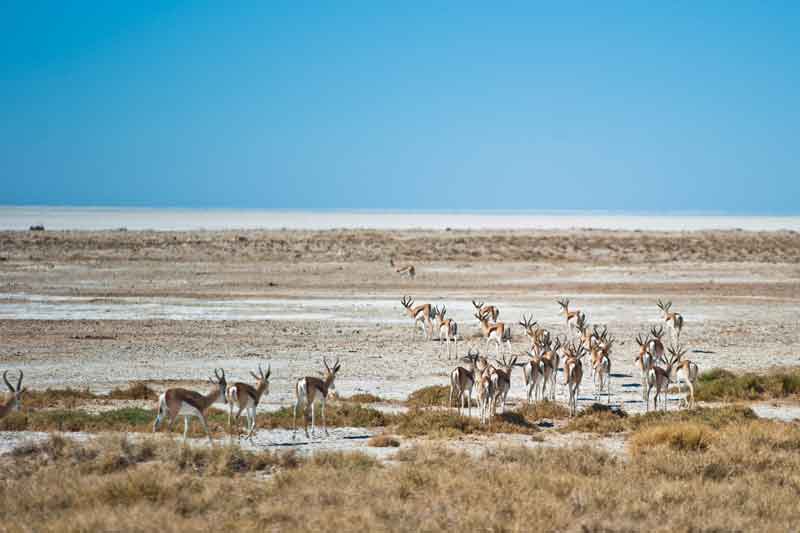 Gondwana Namibia Self-Drive Tour-Etosha Safari Lodge