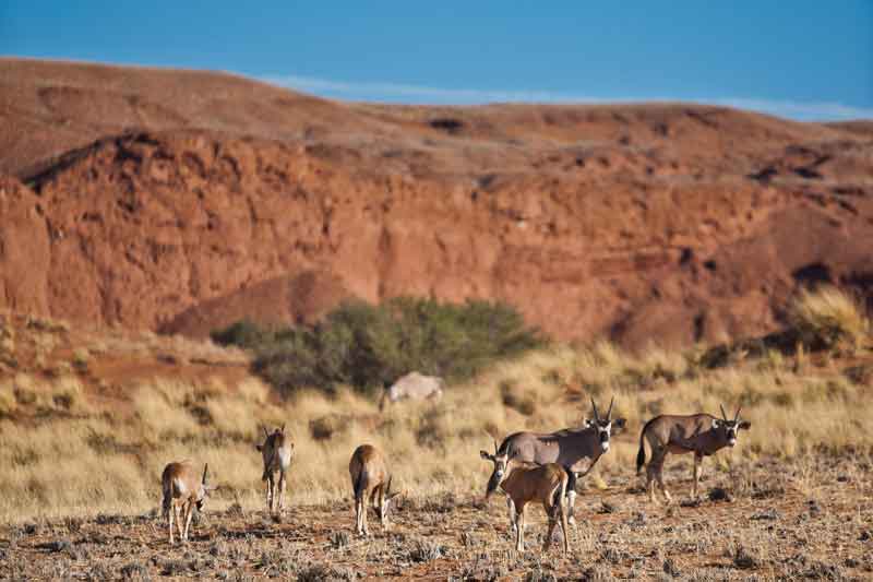 Gondwana Namibia Self-Drive Tour-Namib Desert Lodge