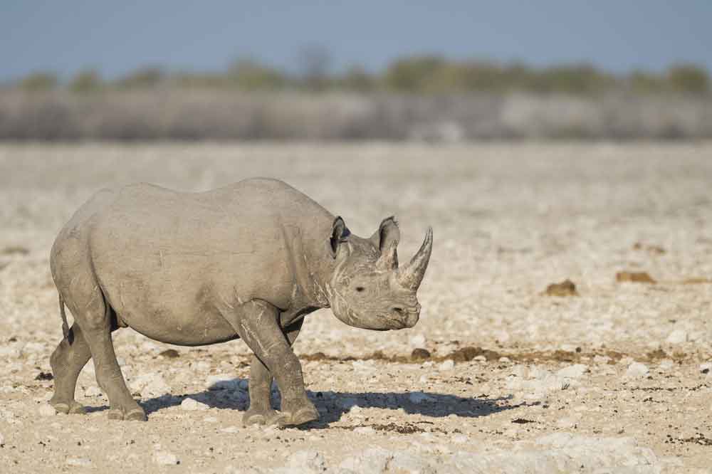 Luxury Namibia Self Drive Safari Anderssons at Ongava