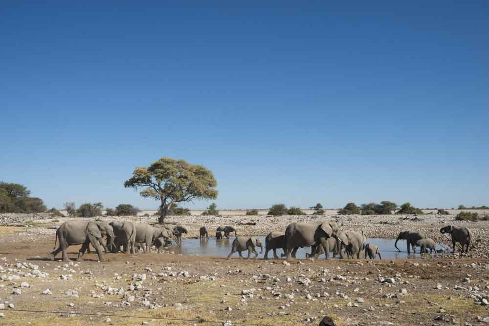 Luxury Namibia Self Drive Safari Anderssons at Ongava