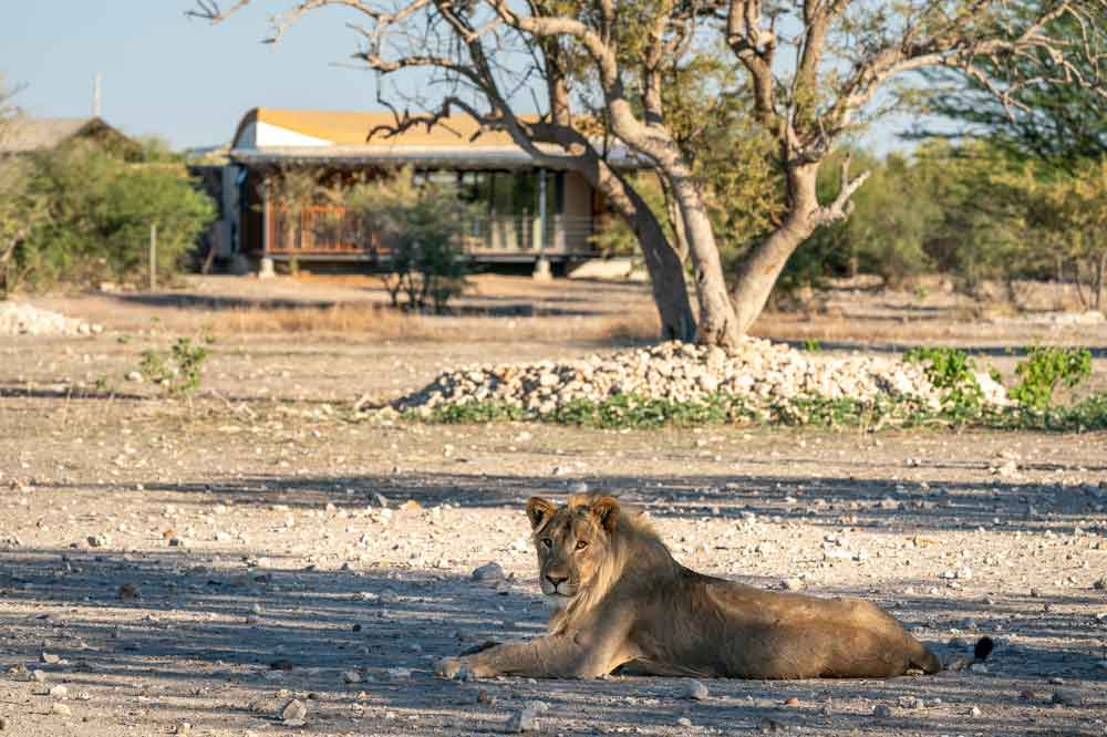 Luxury Namibia Self Drive Safari Anderssons at Ongava